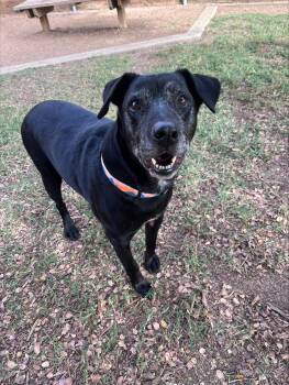 Arthur A221001 -  Labrador Retriever Dog for Adoption in Plano, Texas - Arthur A221001 | PetCurious