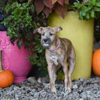 Daniel -  Terrier Dog for Adoption in Wake Forest, North Carolina - Daniel | PetCurious