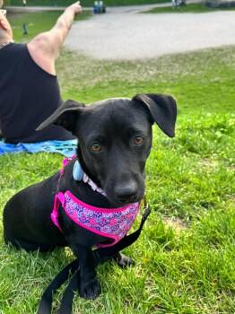 Licorice -  Dachshund and Black Labrador Retriever Dog for Adoption - Licorice | PetCurious