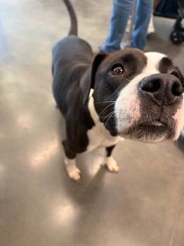 Thorrr -  Pit Bull Terrier Dog for Adoption in Clarksville, Tennessee - Thorrr | PetCurious