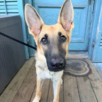 Isis (Benefactor Puppy) -  German Shepherd Dog Dog for Adoption in New Orleans, Louisiana - Isis (Benefactor Puppy) | PetCurious