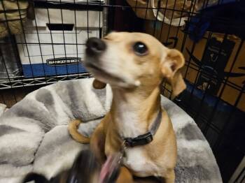 Rescue Chihuahua and Dachshund Dogs for Adoption in Los Angeles, California - Mama Tawney | PetCurious