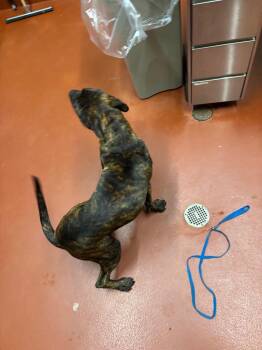 Zorro -  Pit Bull Terrier Dog Available for Adoption in Douglasville, Georgia - Zorro | PetCurious