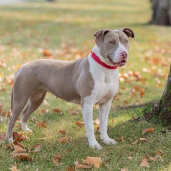 Cookie -  Mixed Breed Dog for Adoption in Dearborn, Michigan - Cookie | PetCurious