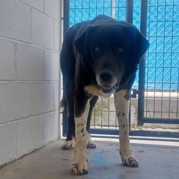 Great Pyrenees Dogs Available for Adoption in New Tazewell, Tennessee - Sunshine | PetCurious