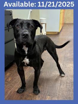 Rescue Pit Bull Terrier and Mixed Breed Dogs for Adoption in Greenville, Texas - Dog Kennel #9 Duke | PetCurious