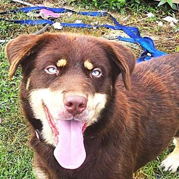 Chia (20260917-05) -  Australian Shepherd and Chocolate Labrador Retriever Dog for Adoption in Niagara Falls, Ontario - Chia (20260917-05) | PetCurious