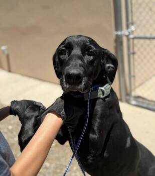 Bettie -  Great Dane and Labrador Retriever Dog for Adoption in Gig Harbor, Washington - Bettie | PetCurious