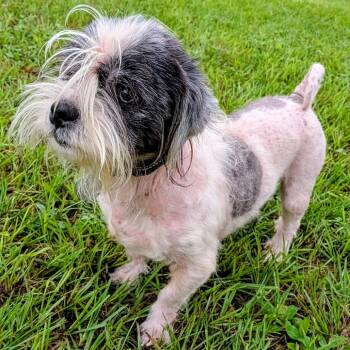Gilbert "Satchel" -  Shih Tzu and Mixed Breed Dog for Adoption in Houston, Texas - Gilbert "Satchel" | PetCurious