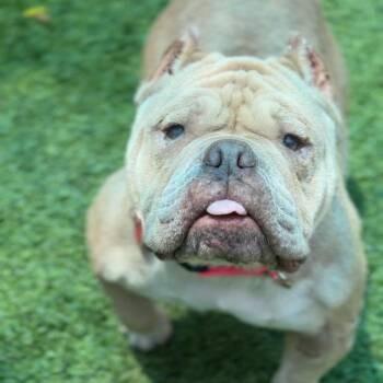 Rain A2280864 -  English Bulldog Dog for Adoption in Los Angeles, California - Rain A2280864 | PetCurious