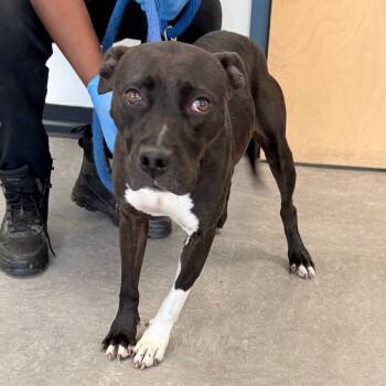 Rescue Mixed Breed Dogs for Adoption in Philadelphia, Pennsylvania - Sweetness | PetCurious