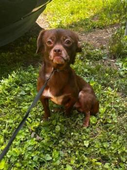 Captain Jack Sparrow -  Chihuahua Dog Available for Adoption in Knoxville, Tennessee - Captain Jack Sparrow | PetCurious