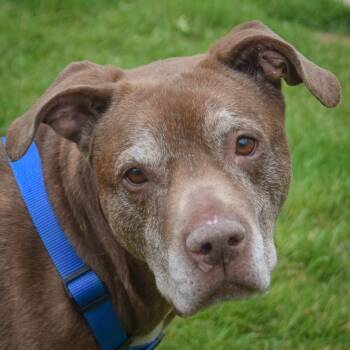 Major -  Chocolate Labrador Retriever and American Staffordshire Terrier Dog for Adoption in Huntley, Illinois - Major | PetCurious