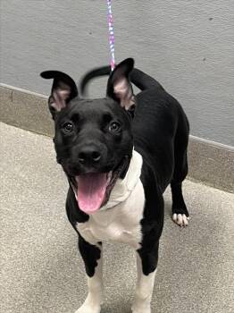 BIGGIE SMALLZ -  Pit Bull Terrier Dog for Adoption in Las Vegas, Nevada - BIGGIE SMALLZ | PetCurious