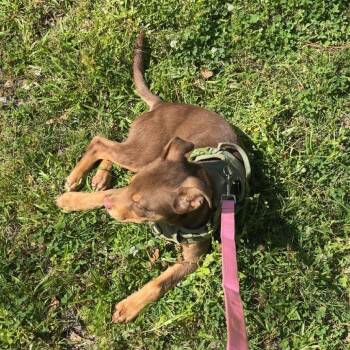 Zuko -  Doberman Pinscher and Mixed Breed Dog for Adoption in Livingston, Texas - Zuko | PetCurious
