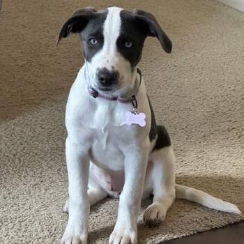 Australian Shepherd and Catahoula Leopard Dog Dogs Available for Adoption - Nala | PetCurious