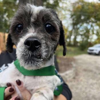 Rescue Shih Tzu Dogs for Adoption in Campton Hills, Illinois - Bear | PetCurious