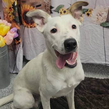 Rescue Australian Cattle Dog Blue Heeler and Mixed Breed Dogs for Adoption in Las Vegas, Nevada - Alaska | PetCurious