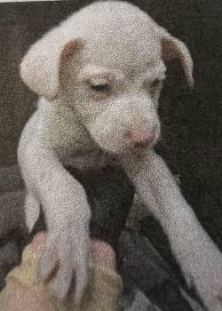 Huey -  Mixed Breed Dog Available for Adoption in New Windsor, New York - Huey | PetCurious