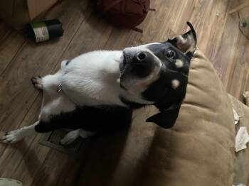 Rescue Husky and Labrador Retriever Dogs for Adoption in Lewiston, Idaho - Ruger **COURTESY POST** | PetCurious