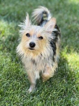 Mr. Rocky -  Norwich Terrier Dog for Adoption in Sacramento, California - Mr. Rocky | PetCurious