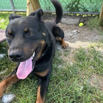 Kobe -  Rottweiler Dog for Adoption in Harrisonburg, Virginia - Kobe | PetCurious