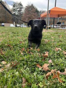 Rescue Shepherd Dogs for Adoption in Candler, North Carolina - Gussie | PetCurious