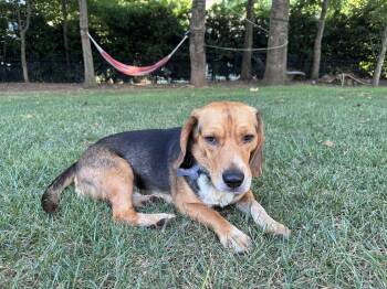 Troy -  Beagle Dog for Adoption in Media, Pennsylvania - Troy | PetCurious