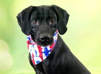 Labrador Retriever and Mixed Breed Dogs Available for Adoption in Fort Lauderdale, Florida - HANK | PetCurious