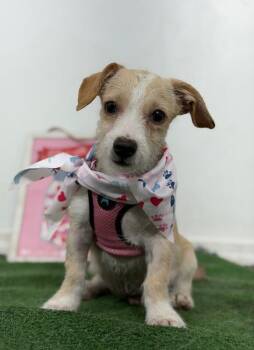 Simon-One of our Amazing Rescue Dogs -  Parson Russell Terrier and Mixed Breed Dog for Adoption in Carlsbad, California - Simon-One Of Our Amazing Rescue Dogs | PetCurious