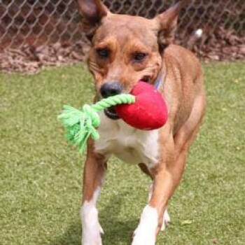 Mixed Breed Dogs Available for Adoption in Wantagh, New York - William | PetCurious