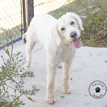 Standard Poodle and Labrador Retriever Dogs Available for Adoption - Krypto | PetCurious