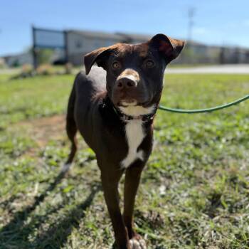 Rescue Labrador Retriever and Pit Bull Terrier Dogs for Adoption in Columbia, South Carolina - Pillow | PetCurious