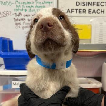 Varney -  Terrier and Mixed Breed Dog for Adoption in Yuma, Arizona - Varney | PetCurious