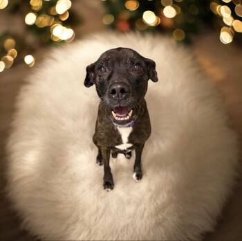 American Staffordshire Terrier Dogs Available for Adoption - Moonlight | PetCurious