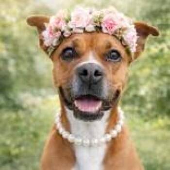 Boxer Dogs Available for Adoption in Houston, Texas - Melany | PetCurious