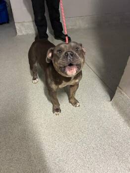 JABBA -  American Bulldog Dog for Adoption in Tallahassee, Florida - JABBA | PetCurious