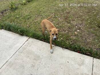 Black Mouth Cur Dogs Available for Adoption in Ocala, Florida - A380917 | PetCurious
