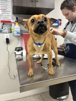 Sebastian -  Chihuahua Dog for Adoption in Marietta, Georgia - Sebastian | PetCurious
