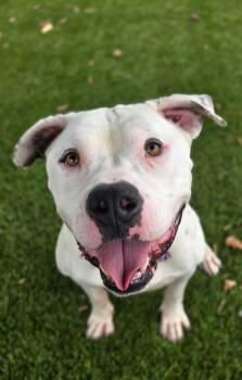 Rescue Pit Bull Terrier Dogs for Adoption in Santa Monica, California - Austin | PetCurious