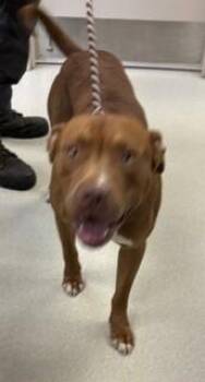 Finn -  Pit Bull Terrier Dog for Adoption in Maryville, Tennessee - Finn | PetCurious