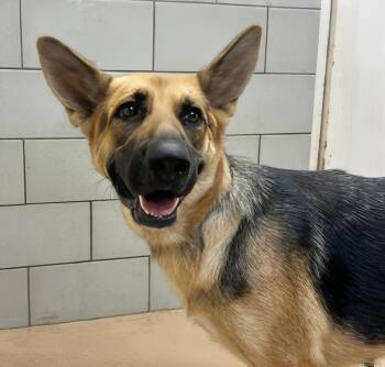 Eleanor -  Mixed Breed Dog for Adoption in Nashville, Tennessee - Eleanor | PetCurious
