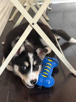 Lottie -  Husky Dog for Adoption in Mississauga, Ontario - Lottie | PetCurious
