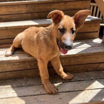 German Shepherd Dog Dogs Available for Adoption in Sammamish, Washington - Fish | PetCurious