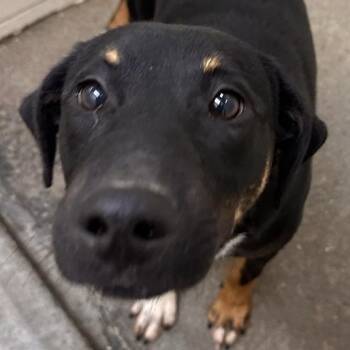 Dachshund and Bulldog Dogs Available for Adoption in Andover, Massachusetts - Keno Terrific | PetCurious