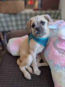 Bandit -  Wirehaired Terrier and Pug Dog for Adoption in Portland, Oregon - Bandit | PetCurious