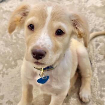Snow White -  Golden Retriever and Shepherd Dog for Adoption in Fort Lauderdale, Florida - Snow White | PetCurious