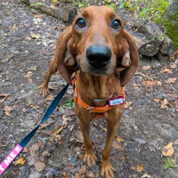 Brynn -  Redbone Coonhound Dog for Adoption in Wake Forest, North Carolina - Brynn | PetCurious