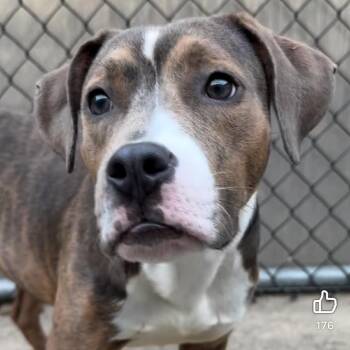 Glenn -  Mixed Breed Dog for Adoption in Oak Brook, Illinois - Glenn | PetCurious