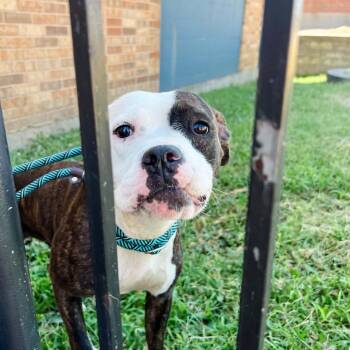 Panang Curry -  Pit Bull Terrier Dog for Adoption in St. Louis, Missouri - Panang Curry | PetCurious